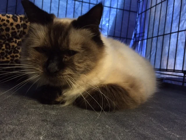 Toffee, 3 Years, Female