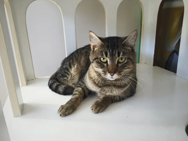 Cyril, 3 years, Male