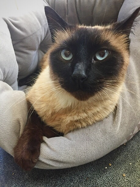Benson, 3 Years, Male