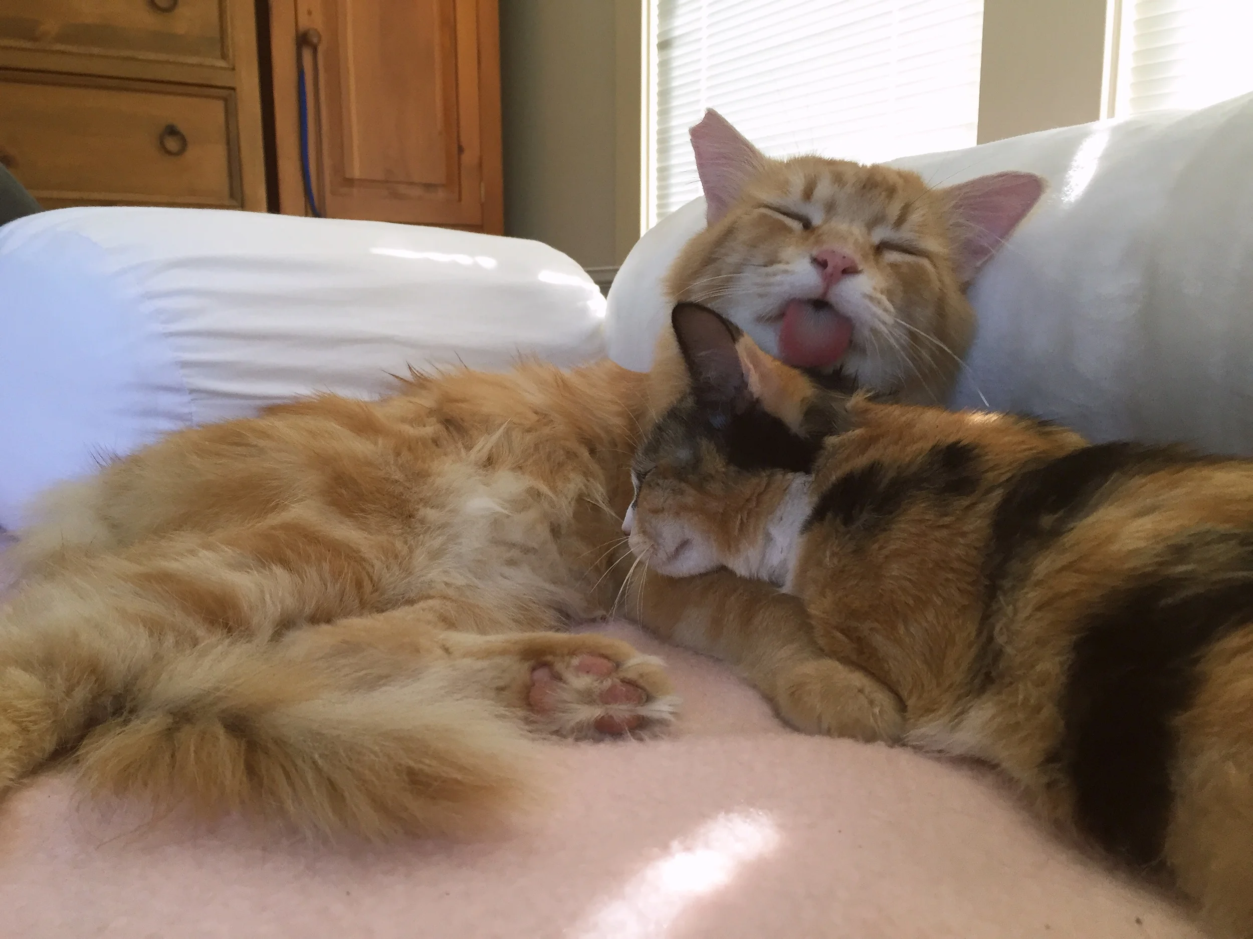 HOMER AND MAGGIE 5 YEARS AND 7 MONTHS, MALE AND FEMALE
