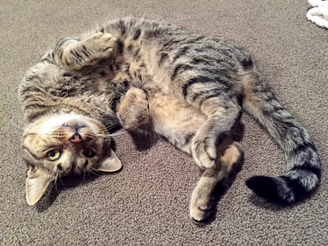 AXEL, 4 YEARS, MALE