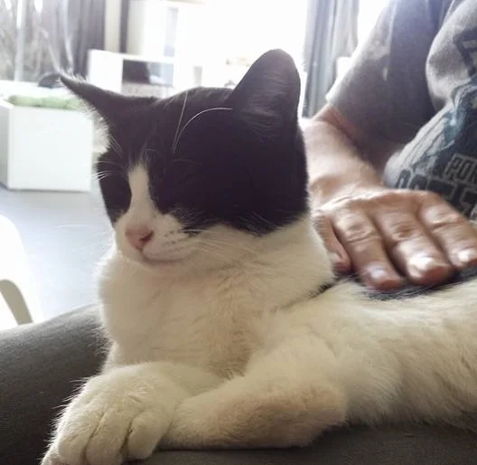 Lexi, 6-9 months Female