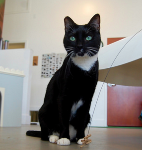 Crawford, 3 Years, Female, Bonded with Monroe