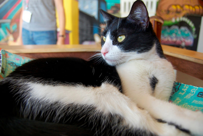 Monroe, 3 Years, Female, Bonded with Crawford