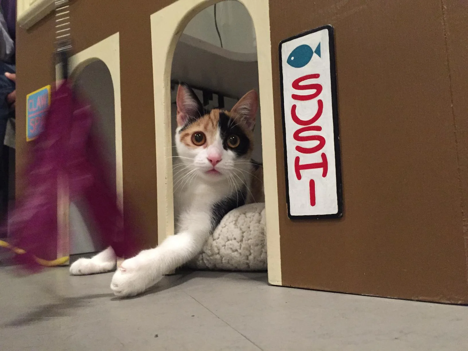 Buttercup, 5 months, Female