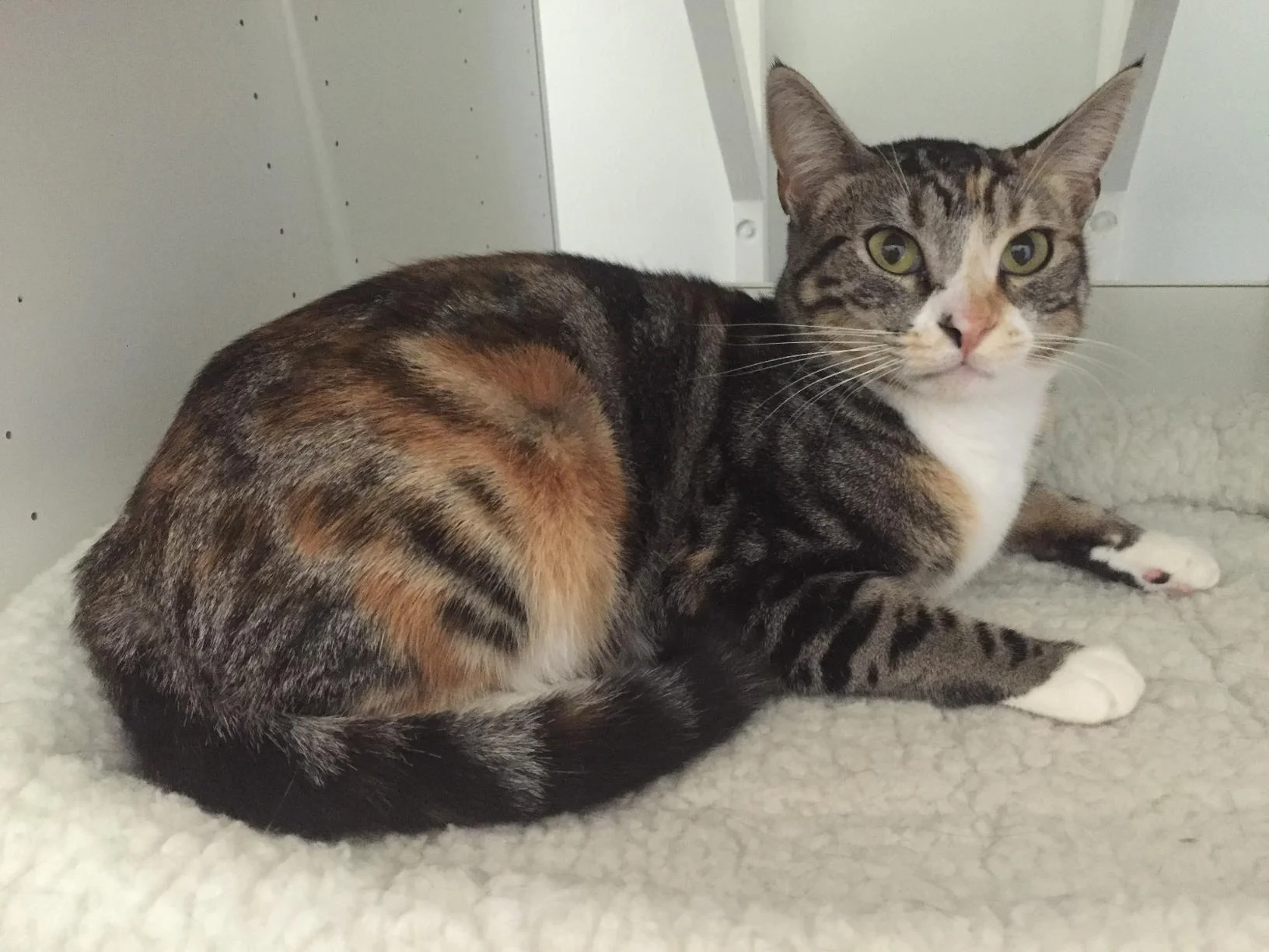 Phoebe, 1 Year, Female