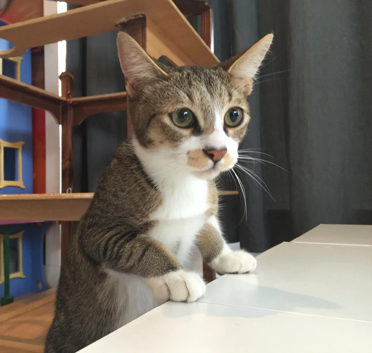 Hunter, 8 months, Male