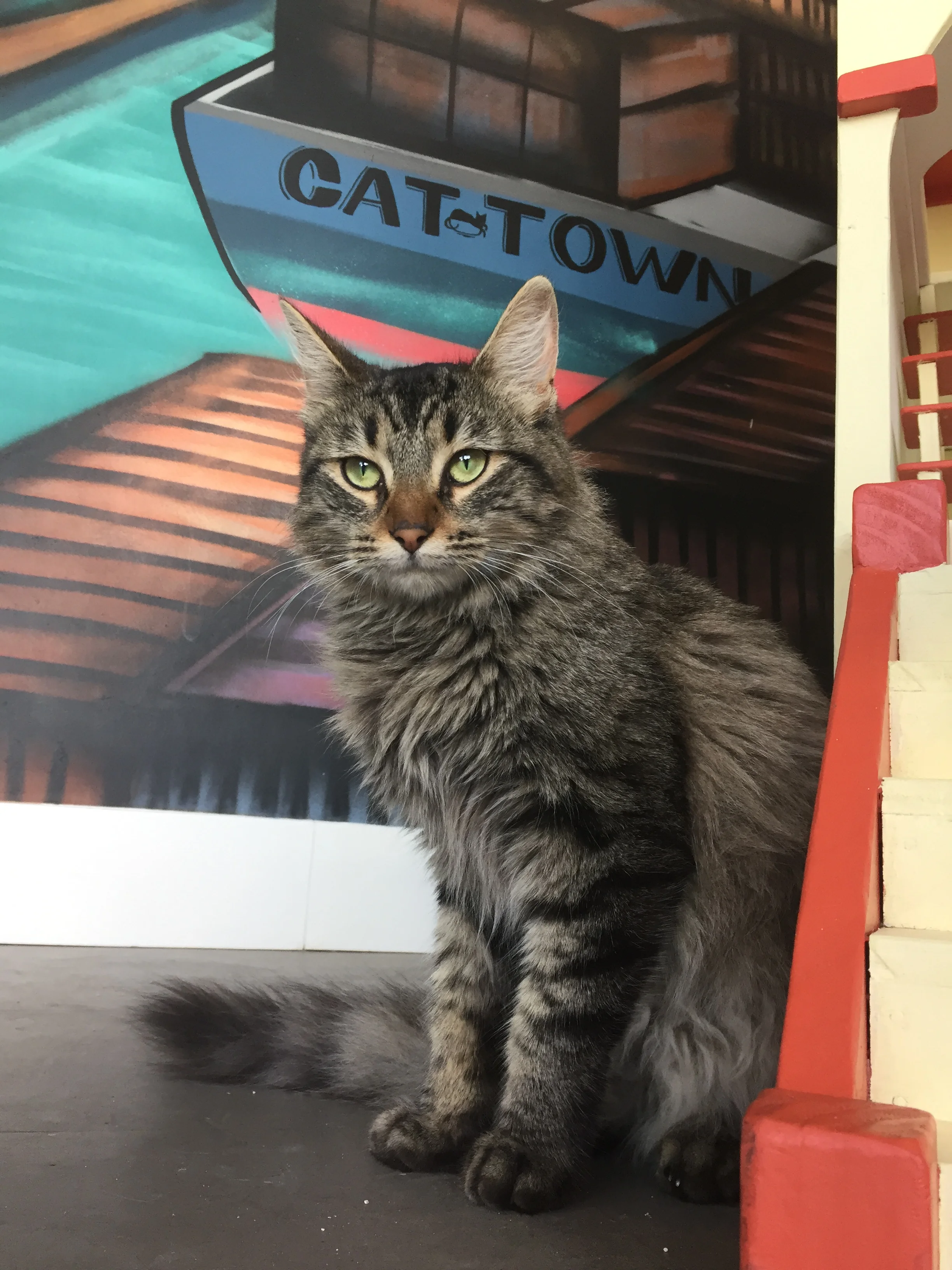 Roxanne, 1 year, Female