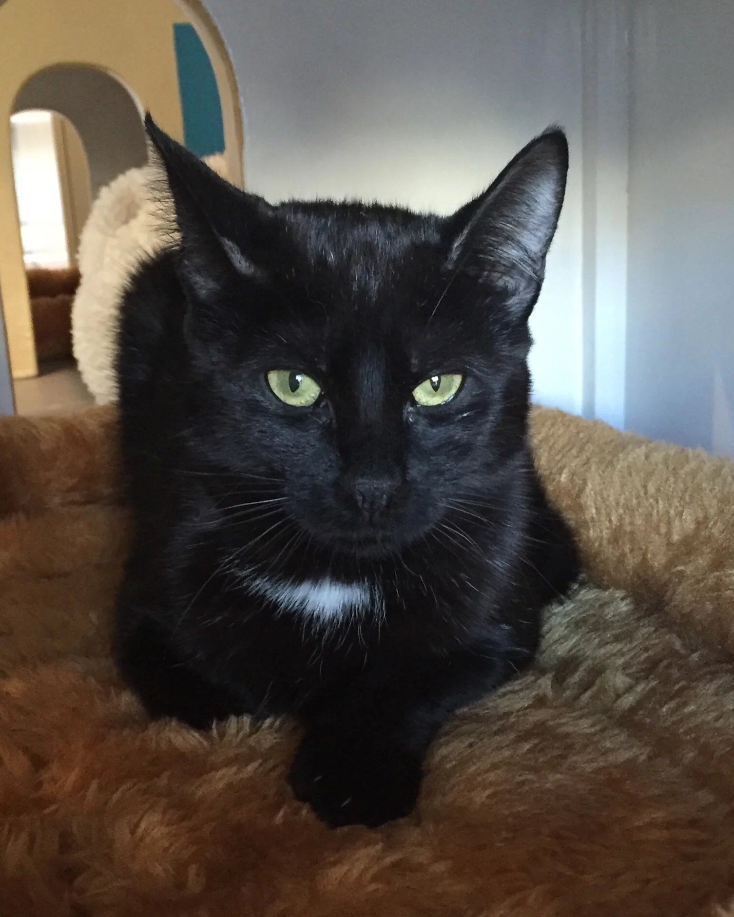 Mars, 7 months, Female