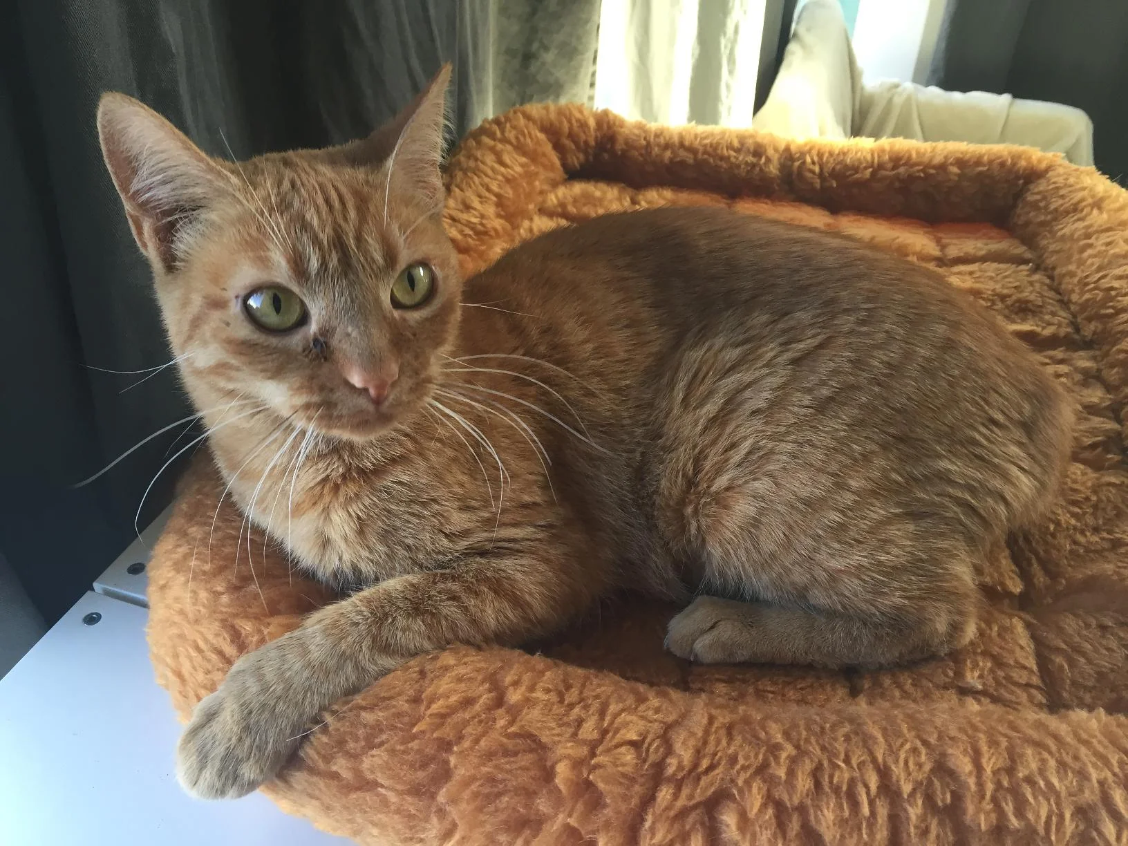 Macaroon, 5 months, Female