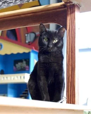 Pirate, 5 months, Male