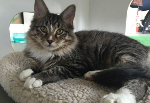 Tofu, 8 months, Male