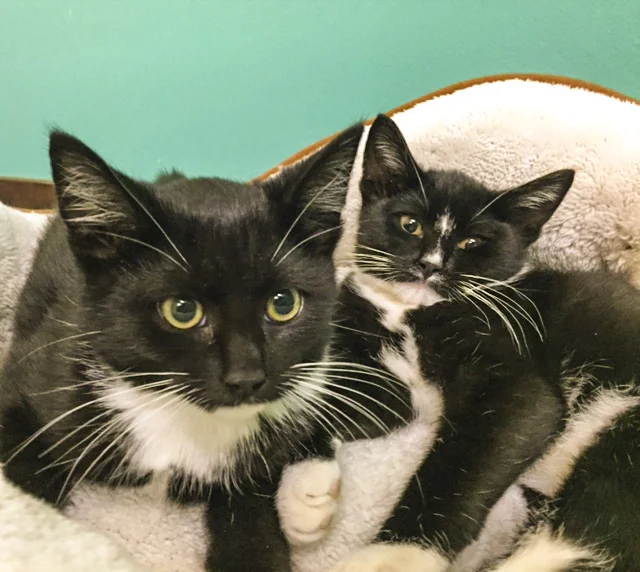 WEBSTER AND CHESTER, 3 MONTHS, MALES