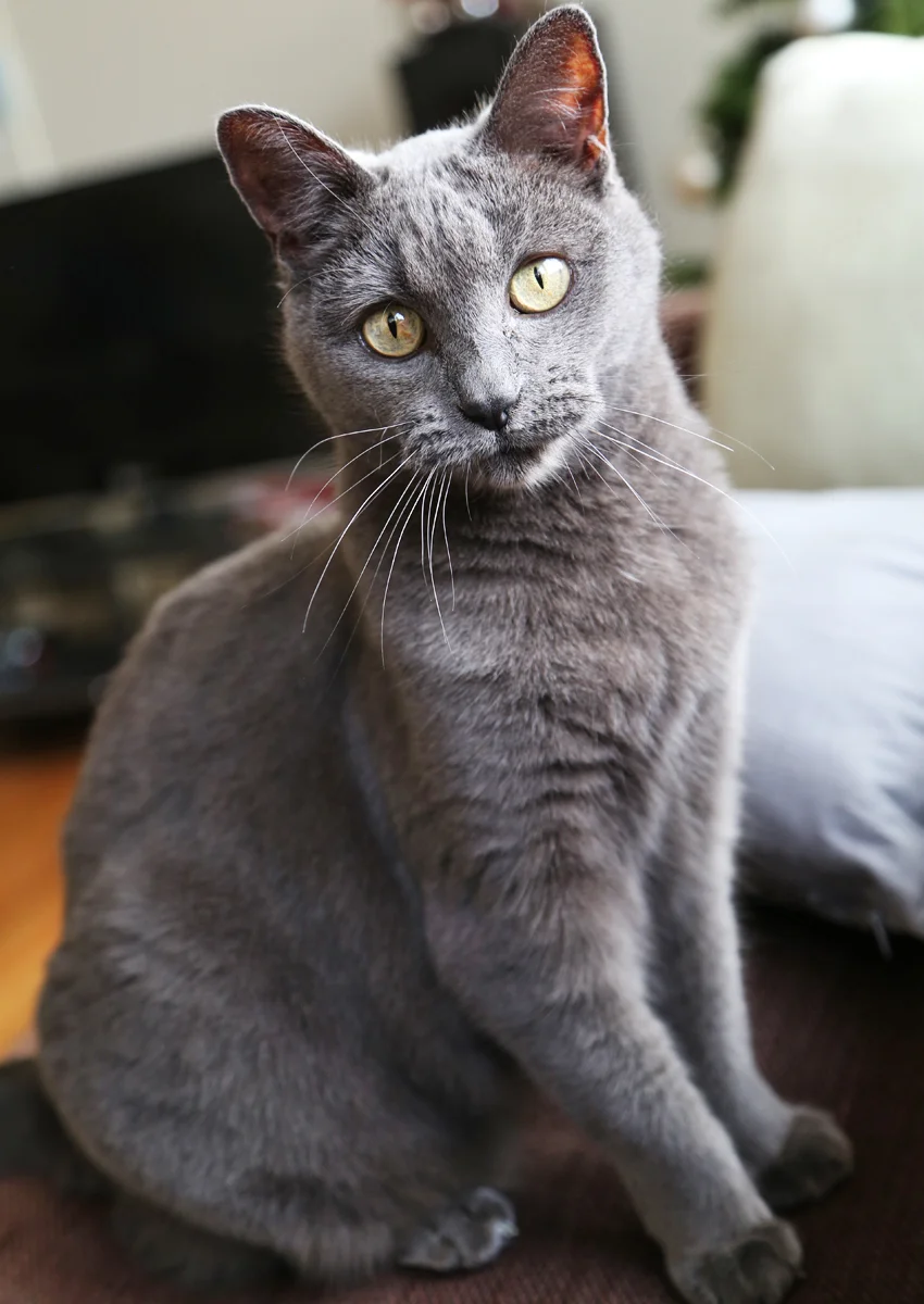 FELICIA, 8 YEARS, FEMALE