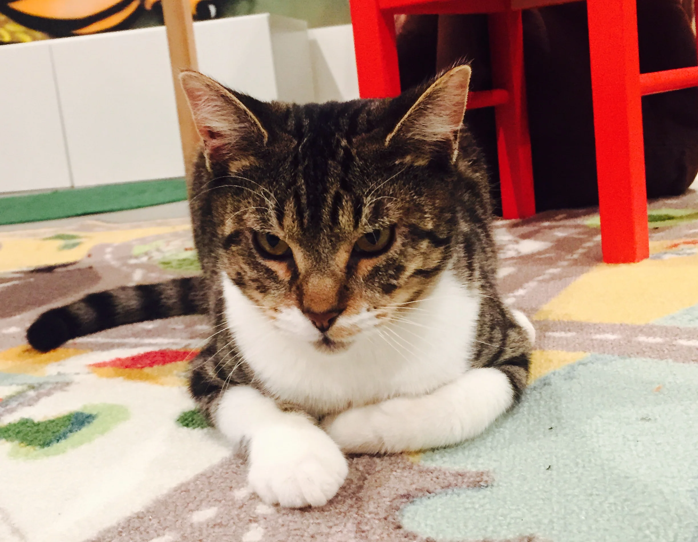 Billy, 1-2 Years, Male
