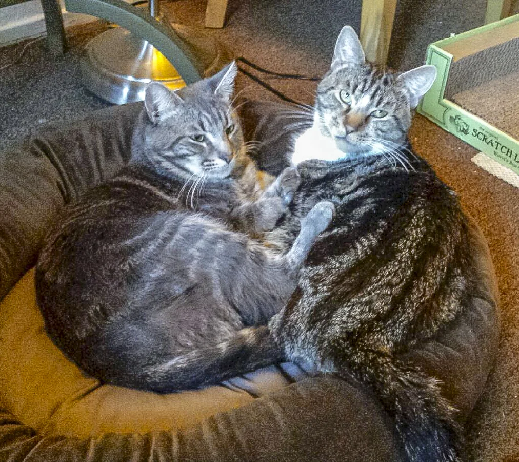 ALEX AND AIDEN, 2 YEARS, MALES