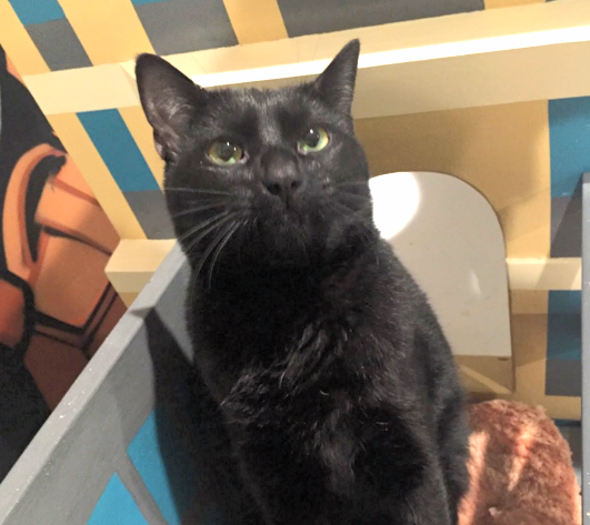 Montgomery, 1.5 Years, Male