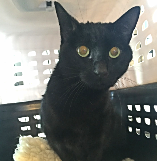 Laurel, 3-4 Years, Female