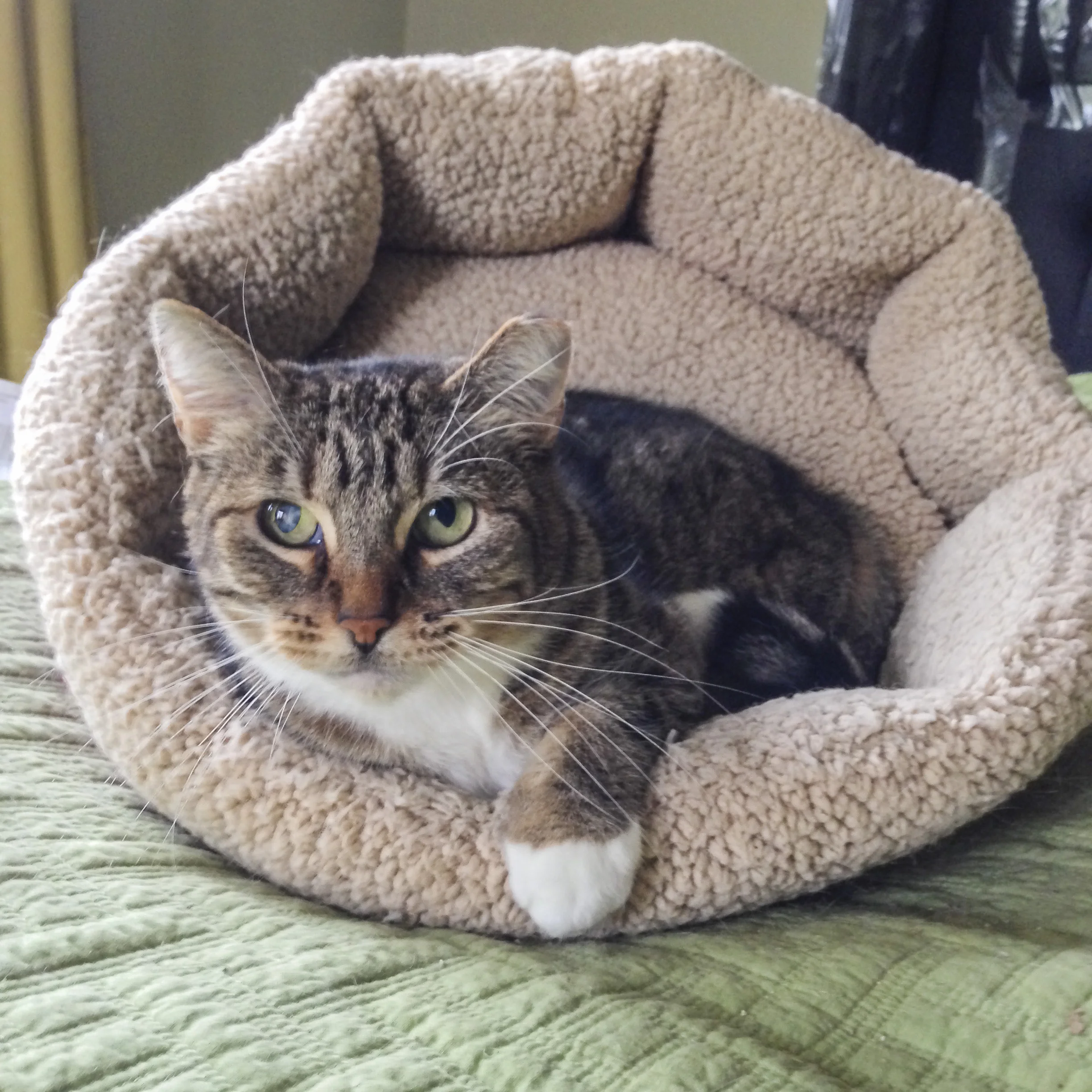 ENYO, 3-4 YEARS, FEMALE