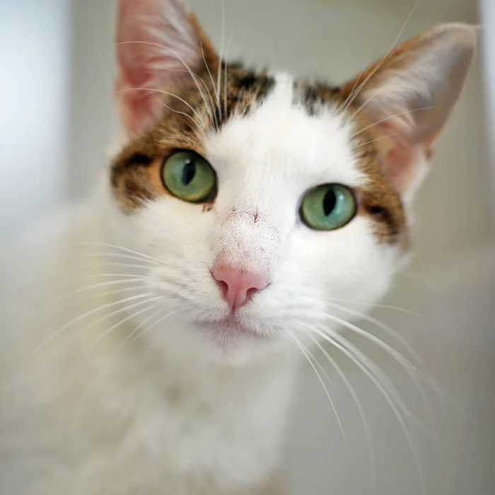 MILLA, 4 YEARS, FEMALE