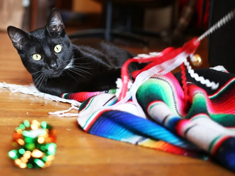 JIMMY, 1-2 YEARS, MALE