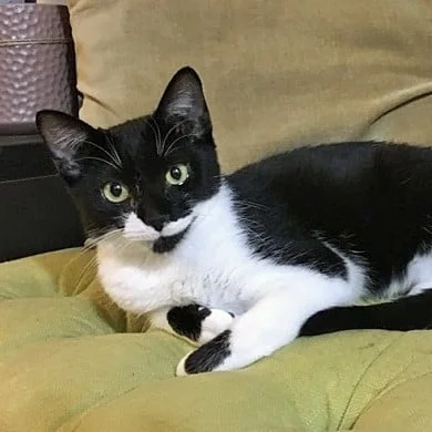 IVY, 8 MONTHS, FEMALE