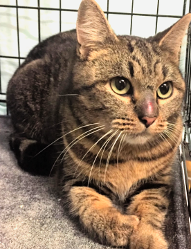 Marsha, 4 Years, Female