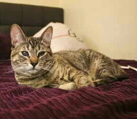 JULIETTE, 7 MONTHS, FEMALE