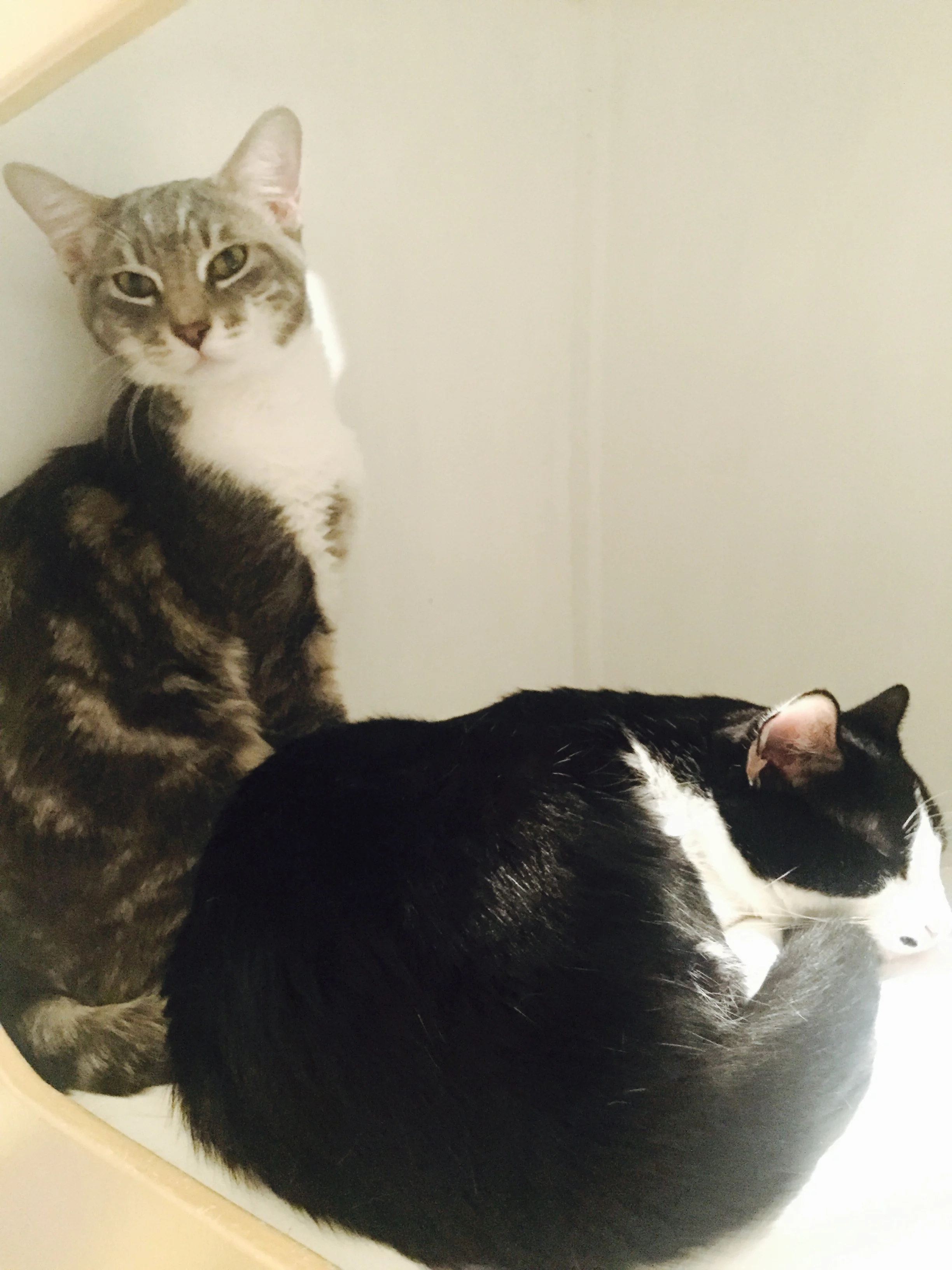 Oscar and Bowie, 7 months, Males, (Bonded Pair)