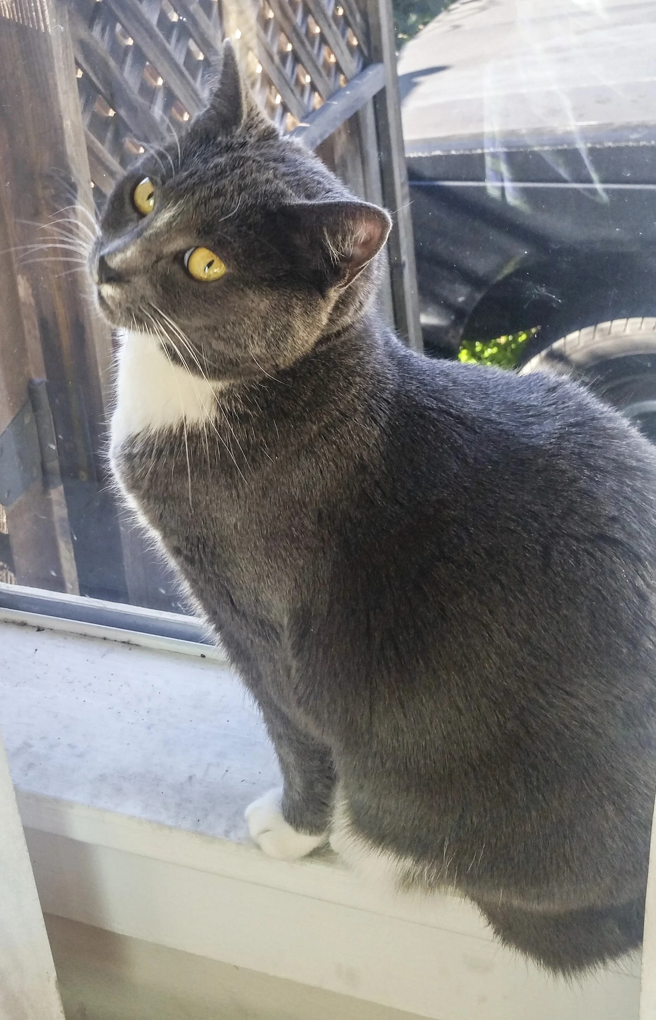 EMMA LOU, 3 YEARS, FEMALE