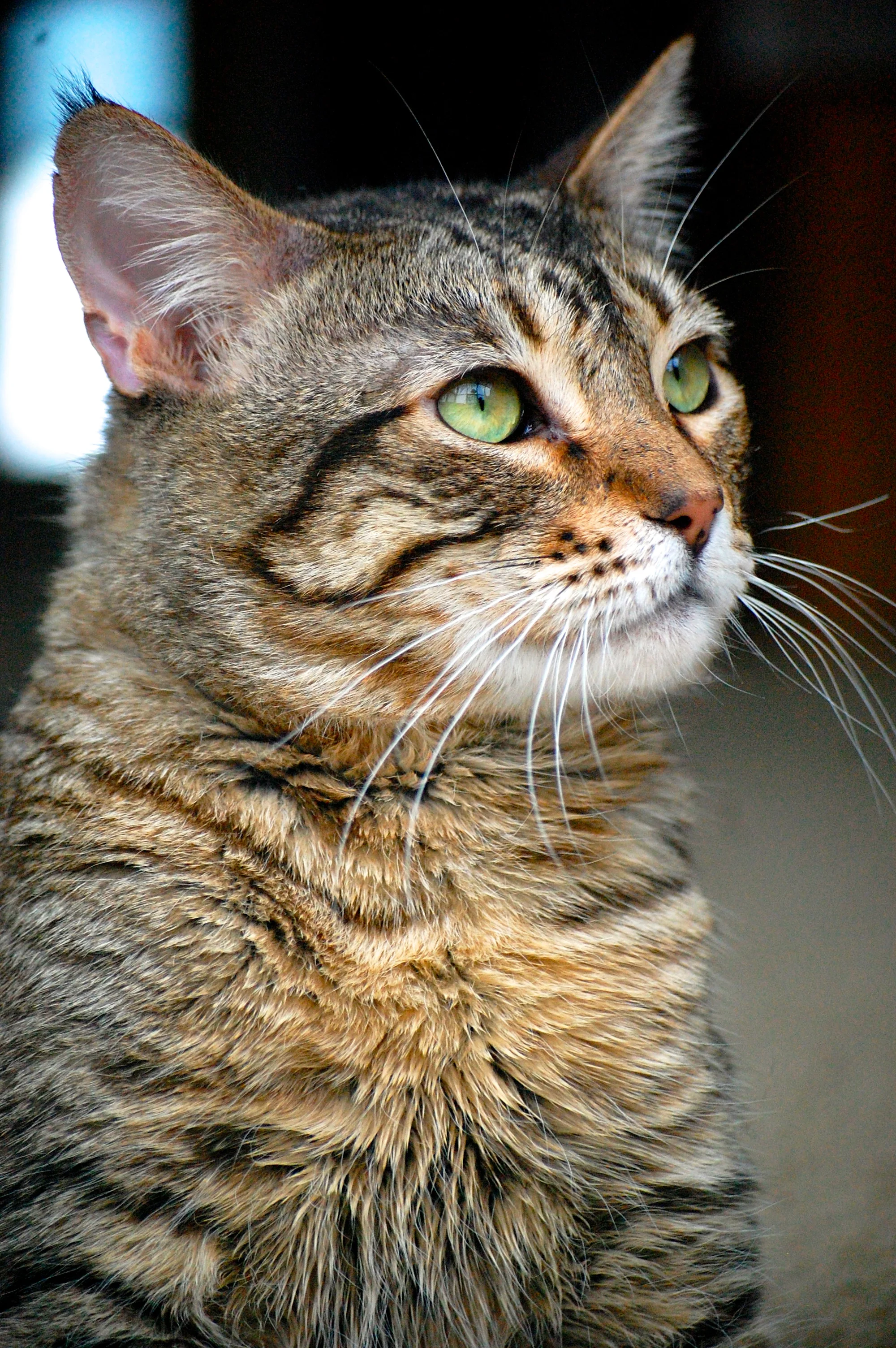 SEYMOUR, 6 YEARS, MALE