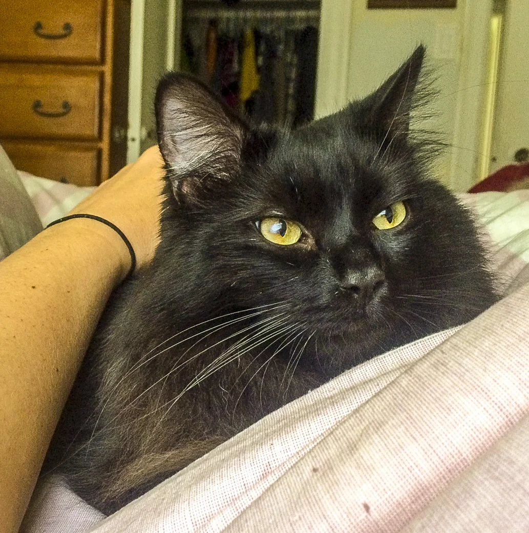 NEGRONI, 2 YEARS, MALE