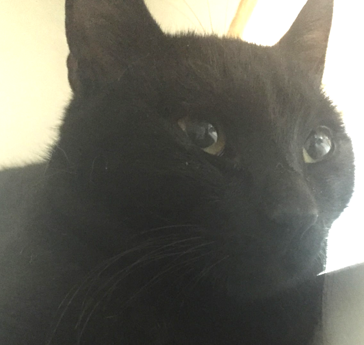 Bo, 5 months, Male, Bonded with Archie