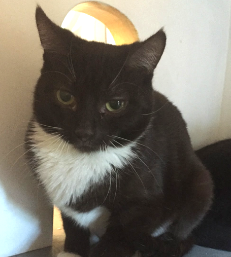 Akbar, 6 months, Male, Bonded with Jeff