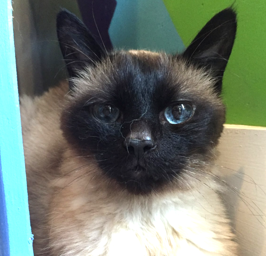 Rorschach, 11 Years, Male