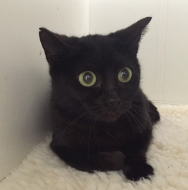 Pita, 6 Months, Female, Bonded with Ginger