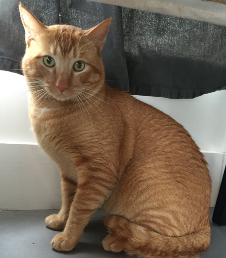 Willis, 3 Years, Male