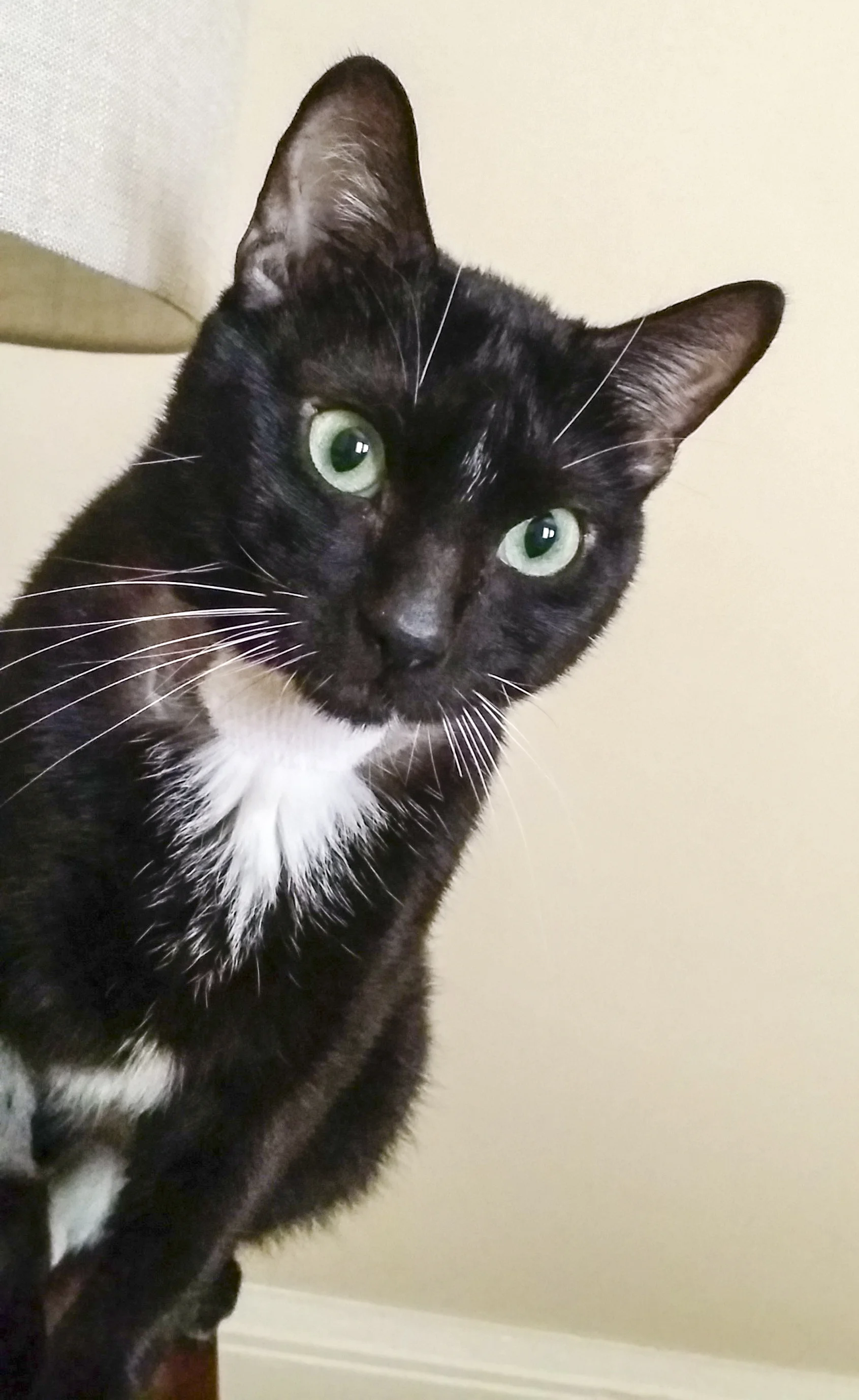 DEXTER, 3-4 YEARS, MALE