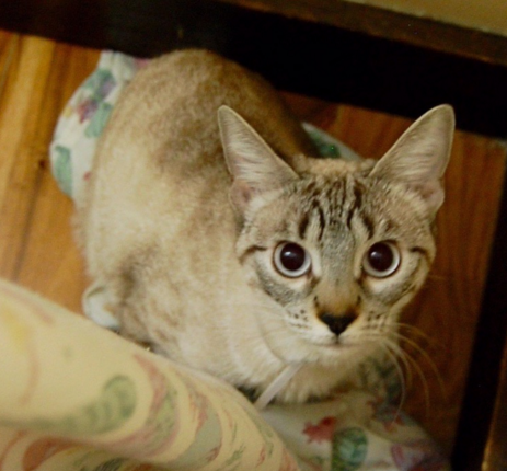 Josie, 7 months, Female, Bonded Pair with Pierre