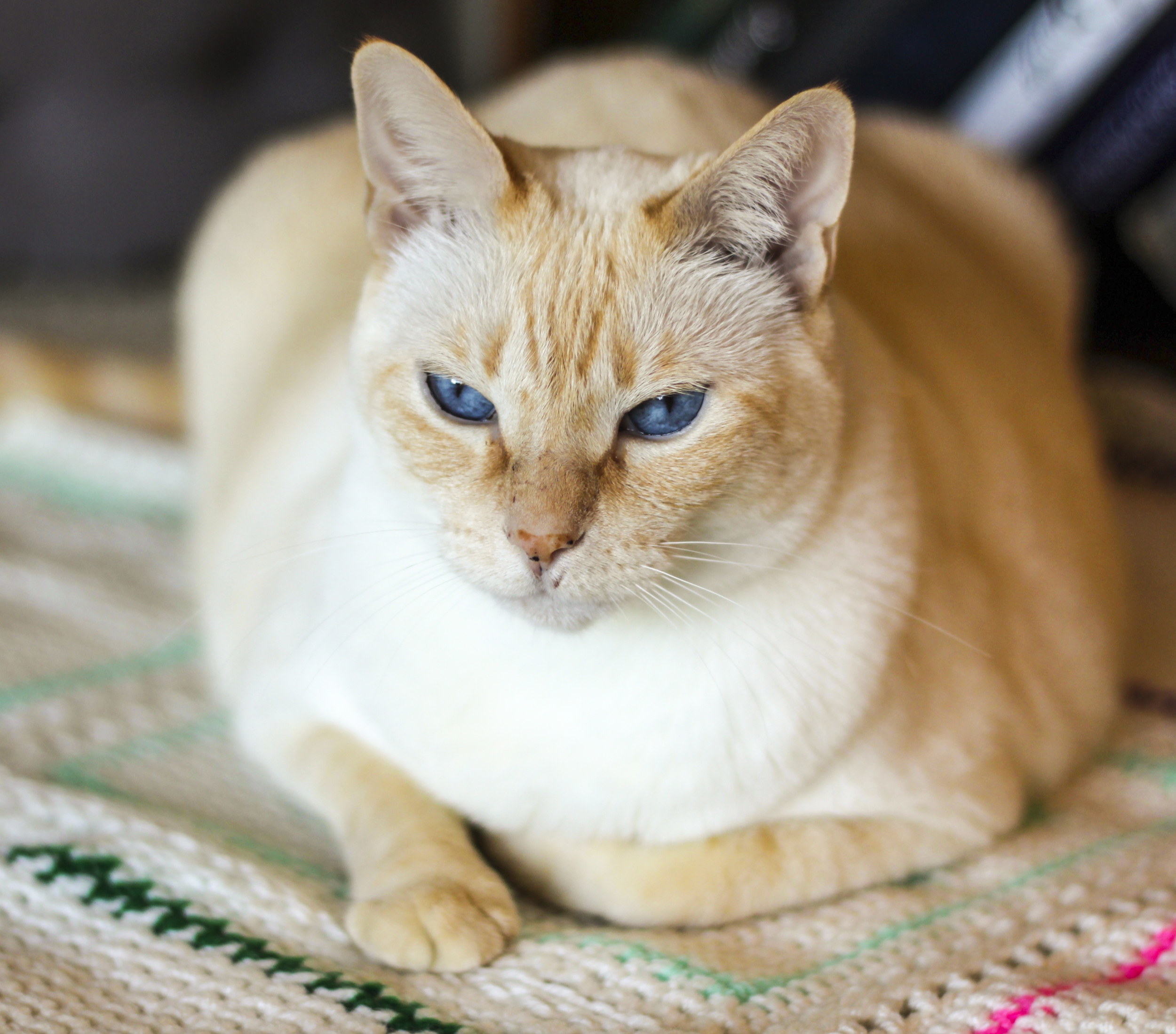 SIMON, 10 YEARS, MALE