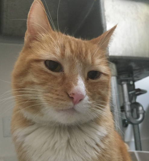 Simba, 10 Years, Male