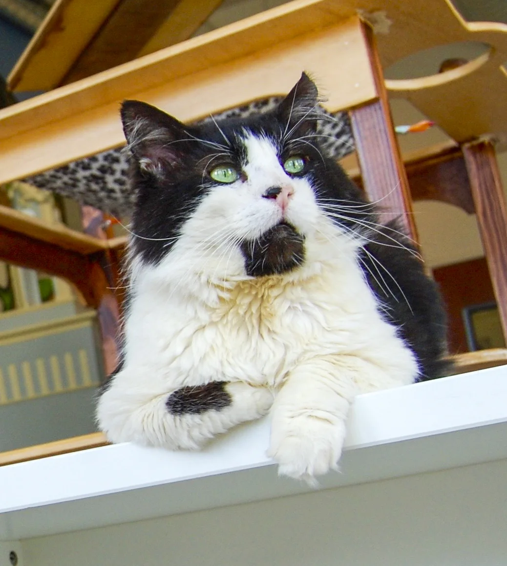 HOWIE, 4 YEARS, MALE
