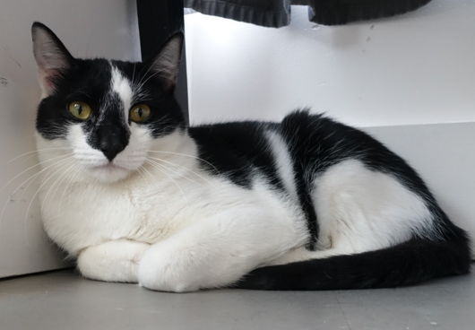 Po, 1 Year, Male