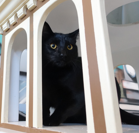Ramen, 1 Year, Male