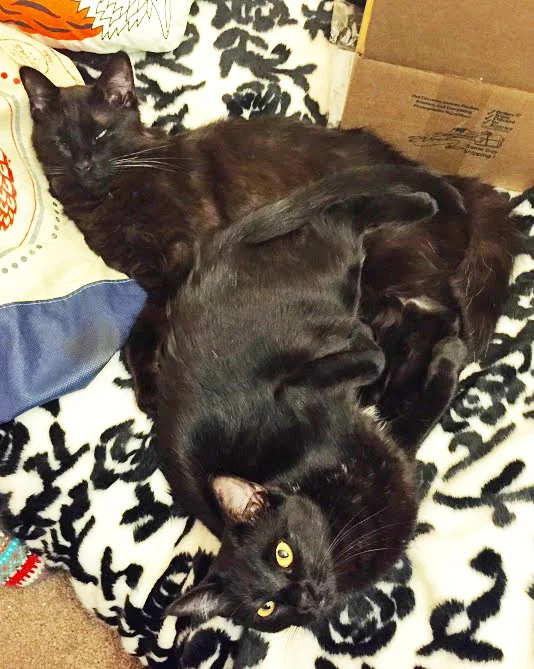 KEEGAN AND SIERRA, 1 YEAR, MALE AND FEMALE