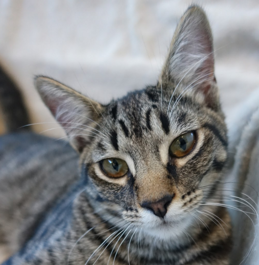 Buster, 6 months, Male