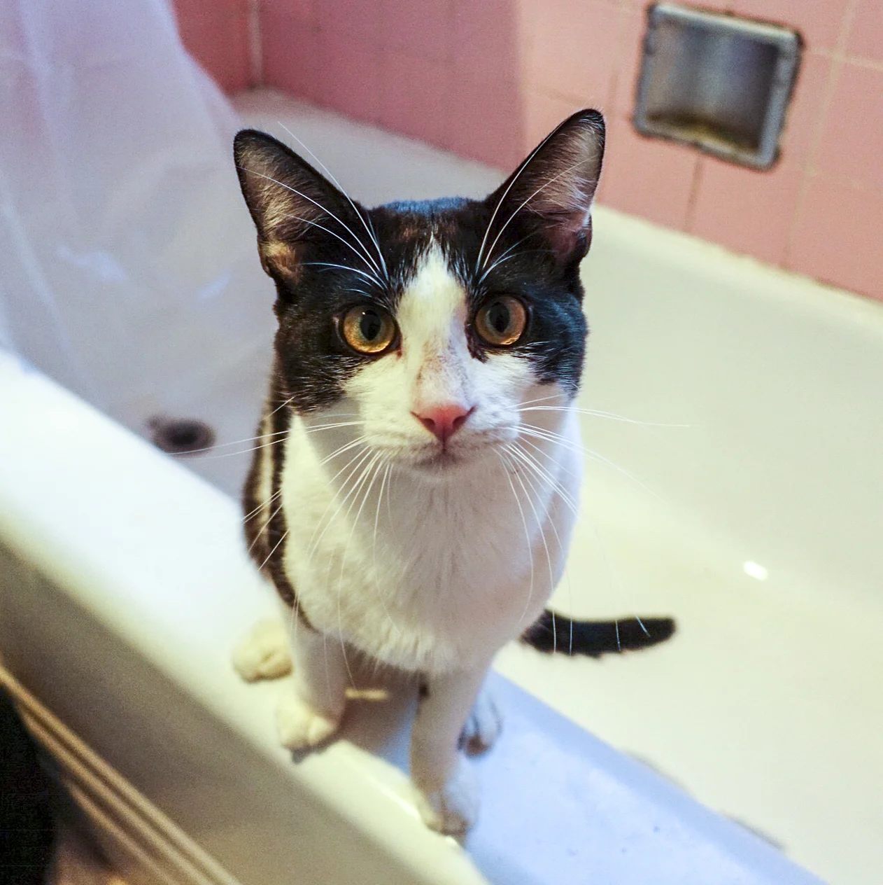 ORSON, 1.5 YEARS, MALE