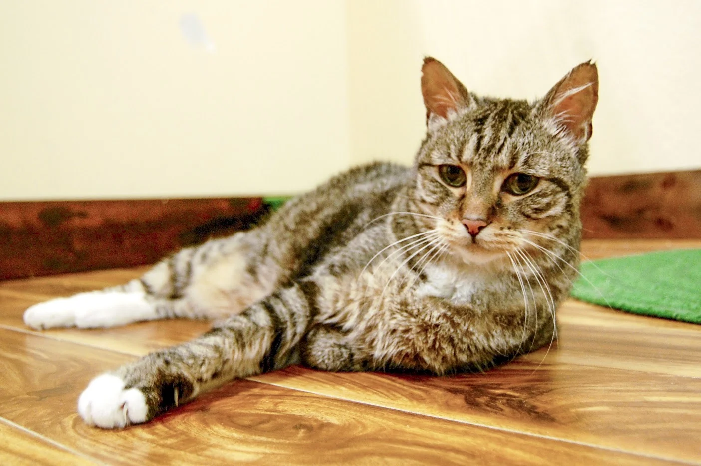 MADISON, 12 YEARS, FEMALE