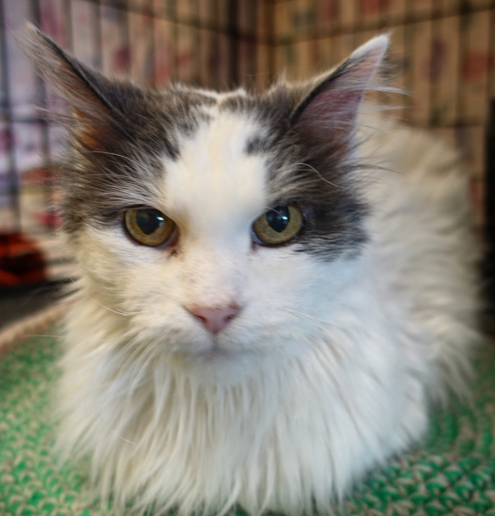 ELI, 15 YEARS, MALE