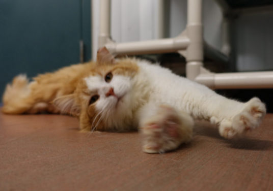 TEDDY, 4-5 YEARS, MALE